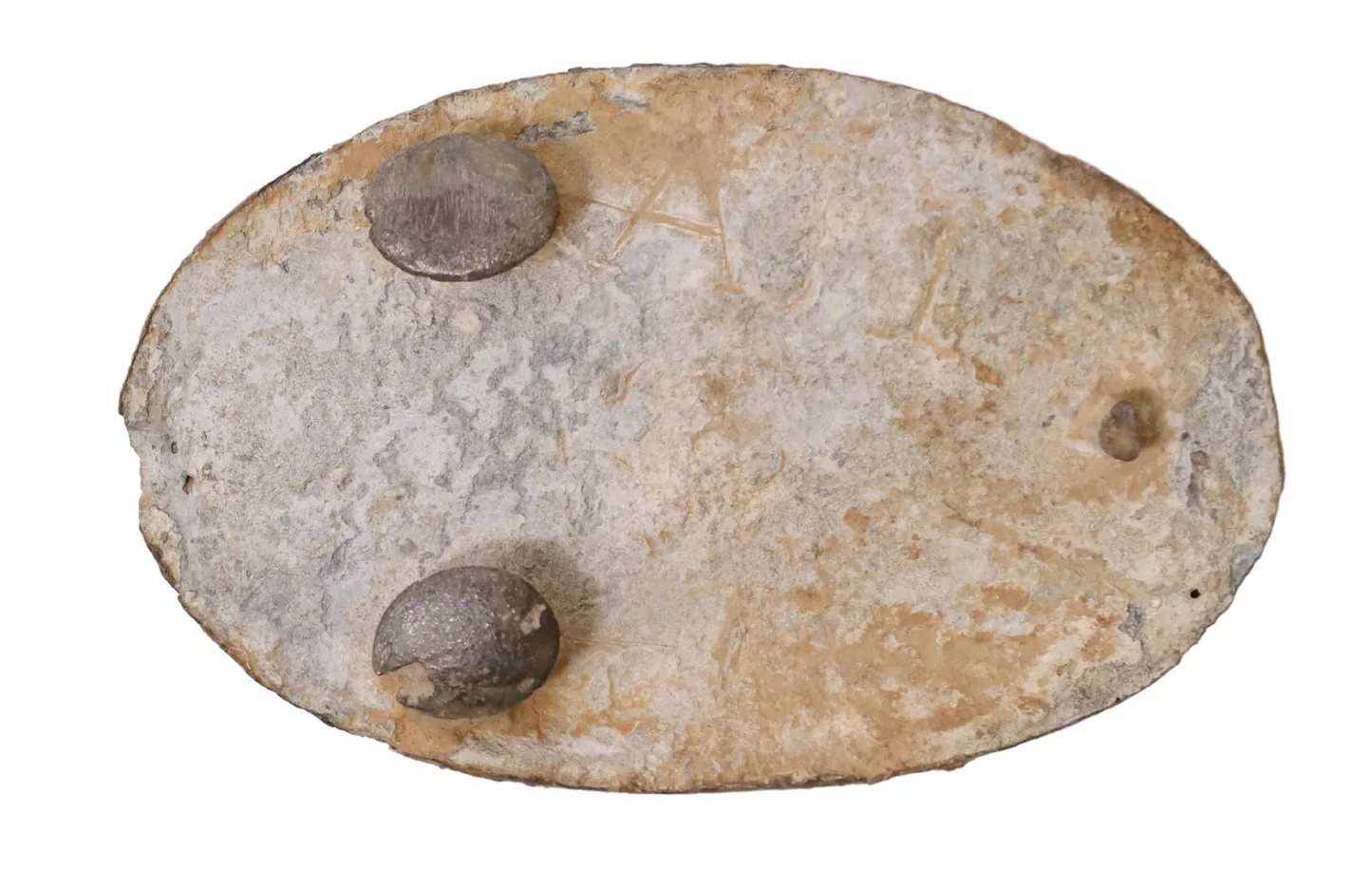 Civil War U.S. Buckle Plate - CC#WIC0165